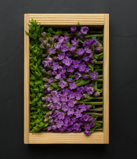 Fresh Shiso (Hanaho) Flower