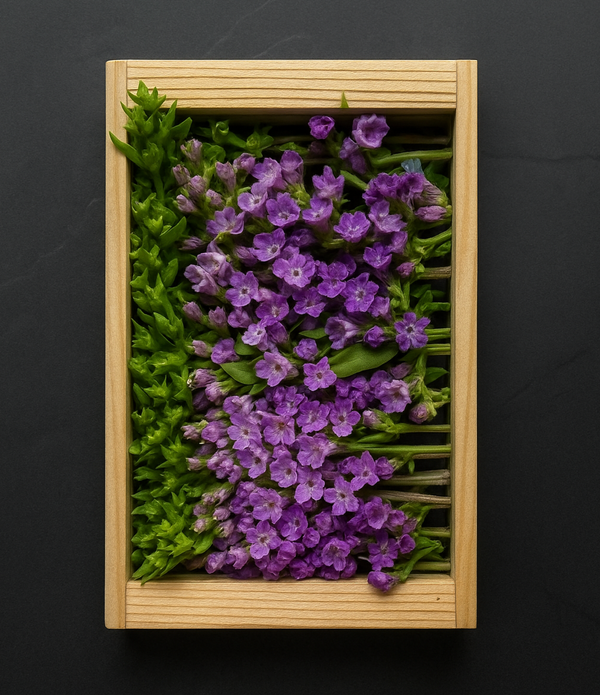 Fresh Shiso (Hanaho) Flower