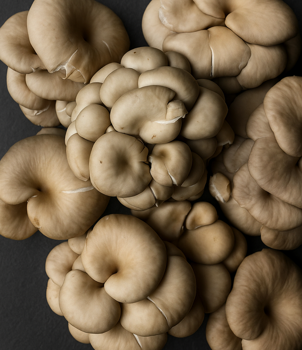 Silver Oyster Mushrooms