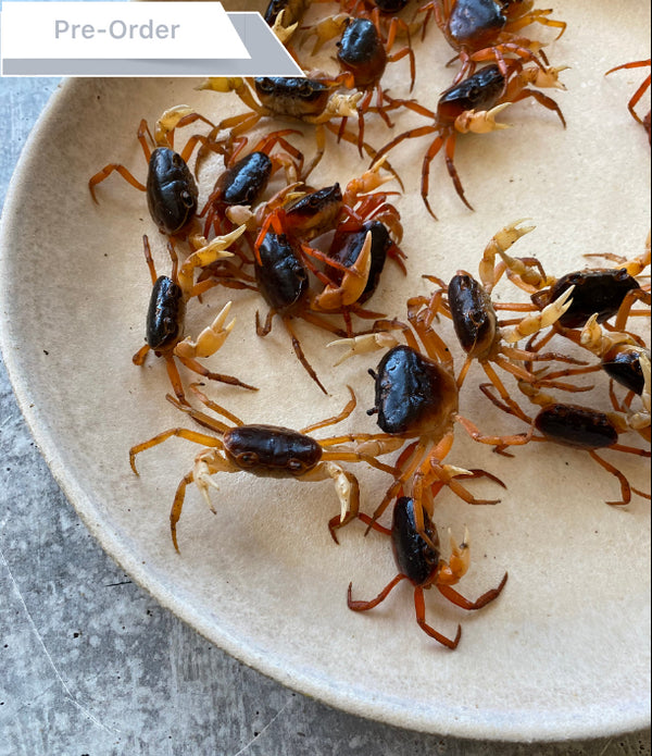 Sawagani (Japanese Soft-shell Freshwater Crabs)