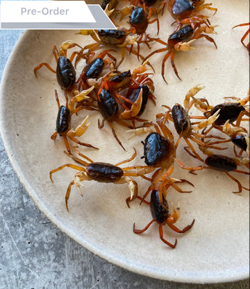 Best Sawagani (Japanese Soft-shell Freshwater Crabs), 250g photos by Regalis Foods - item 1