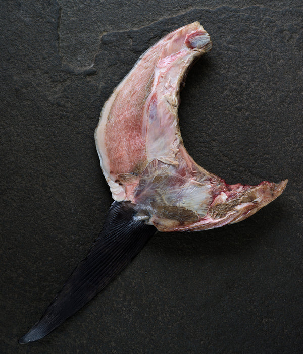 Wild Atlantic Bluefin Tuna Collars