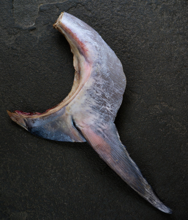 Wild Atlantic Bluefin Tuna Collars