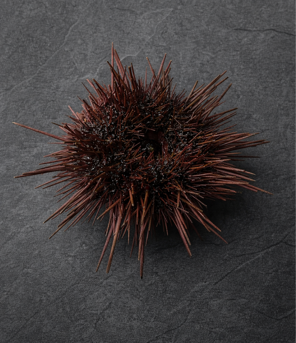 Diver Caught Live Sea Urchin