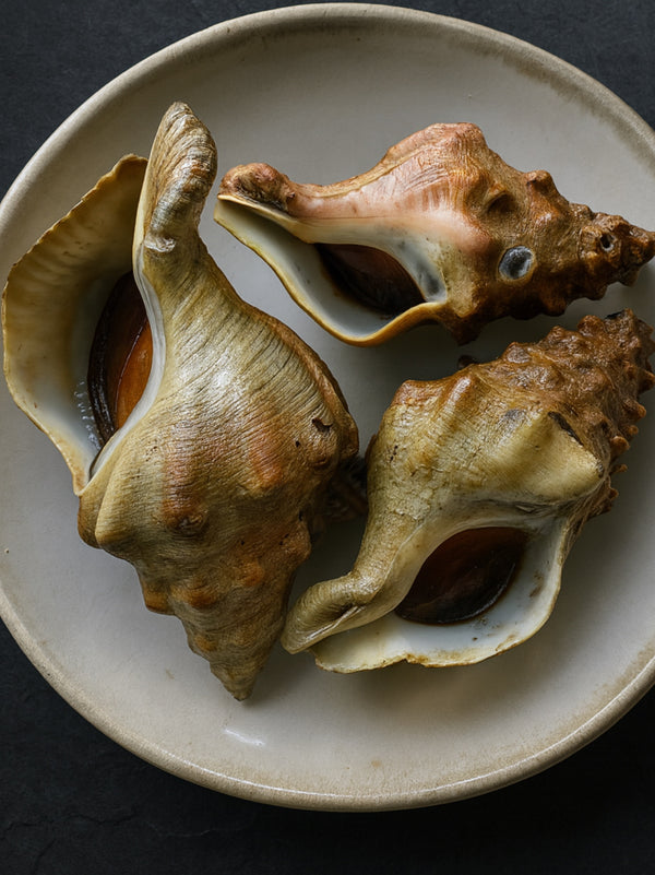 California Whelk