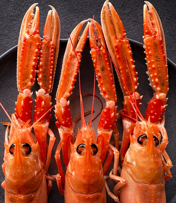 XXL Live Wild Langoustines