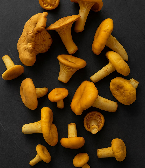 Saskatchewan Apricot Chanterelles