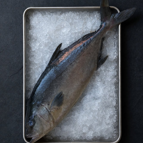 Fresh Baja Kampachi