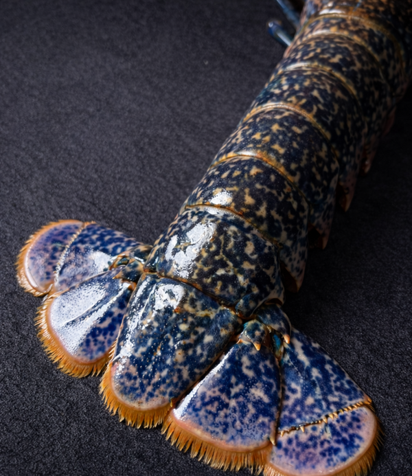 Live European Blue Lobster