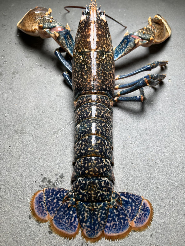 Live European Blue Lobster