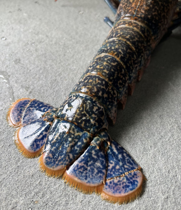 Live European Blue Lobster