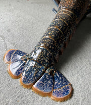 Live European Blue Lobster (1 lb- 1.5lb)