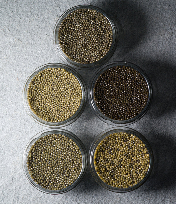 The Regalis Caviar Party