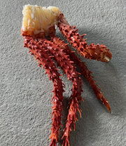 Antarctic Chilean King Crab Cluster - Raw
