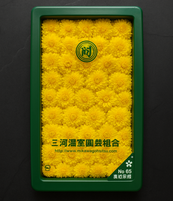 Fresh Chrysanthemum (Kiku) Flower