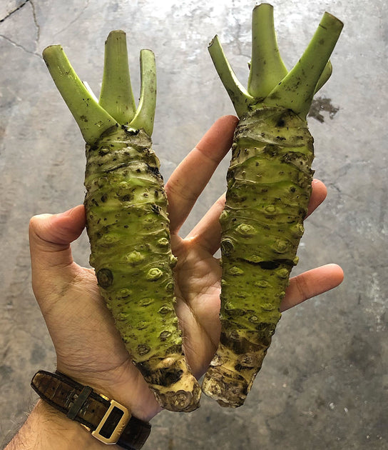 Green Stem Wasabi, 1/3 lb avg. Buy at Regalis Foods