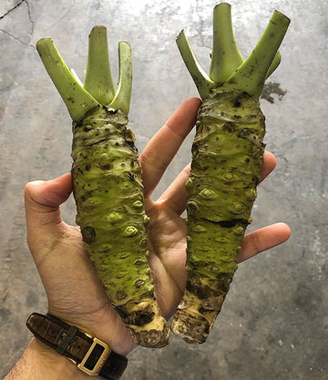 Best Green Stem Wasabi, 1/3 lb avg. photos by Regalis Foods - item 1