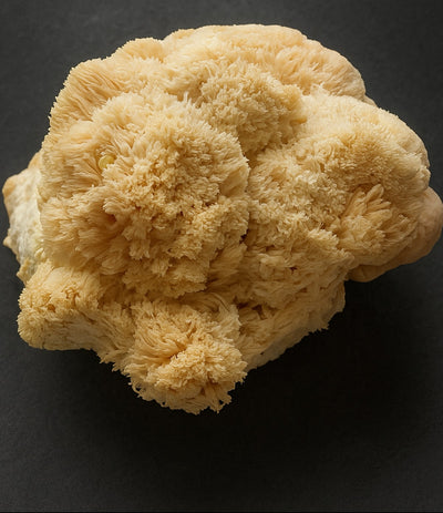 Best Lion's Mane Mushrooms photos by Regalis Foods - item 1
