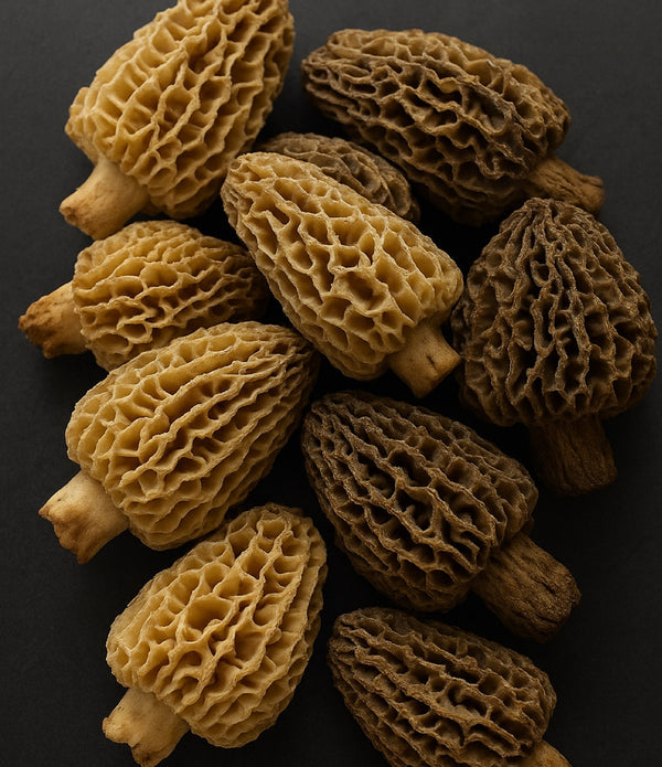 Wild Pacific Northwest Morels