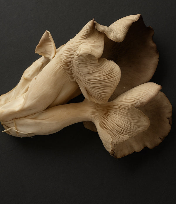 Black Pearl Oyster Mushrooms, 1#