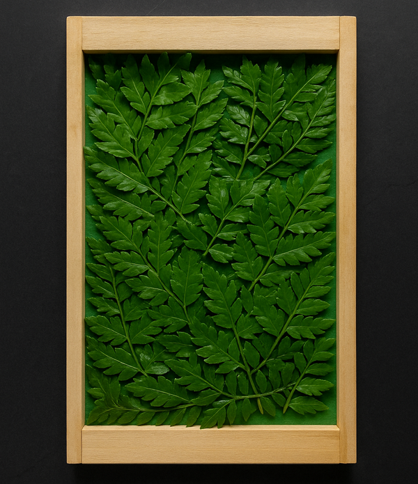 Fresh Kinome (Prickily Ash)