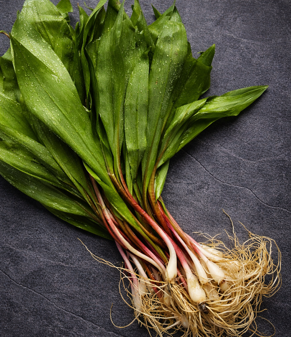 Fresh Wild Ramps