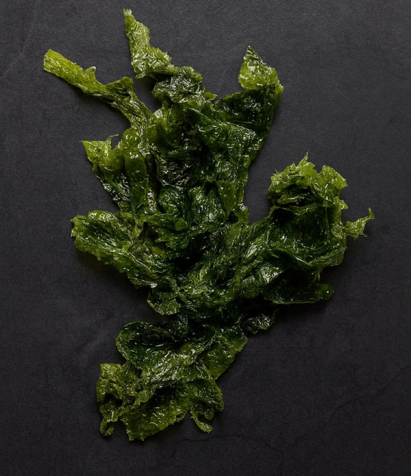 Diver Caught Salted Sea Lettuce