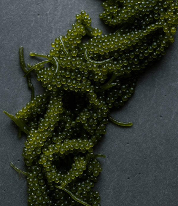 Fresh Umibudo (Seagrape)