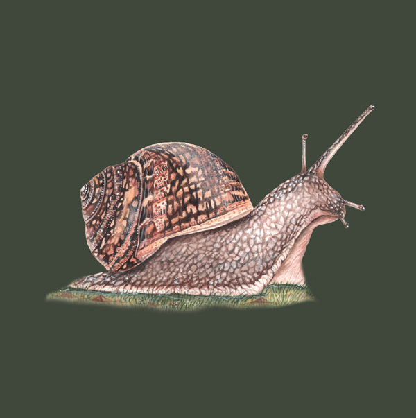 Wild Snails (H. Aspersa)