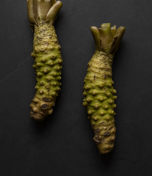 Fresh Wasabi Rhizome, Mazuma Variety