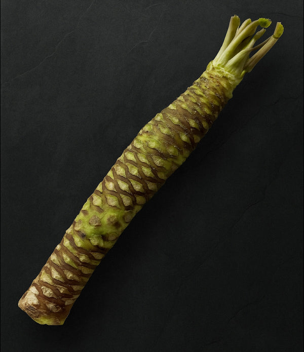 Fresh California Wasabi Rhizome - Daruma Variety