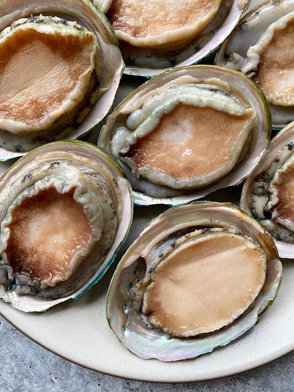 Australian Greenlip Abalone