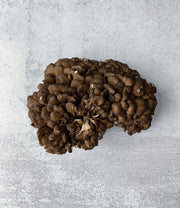 Black Maitake
