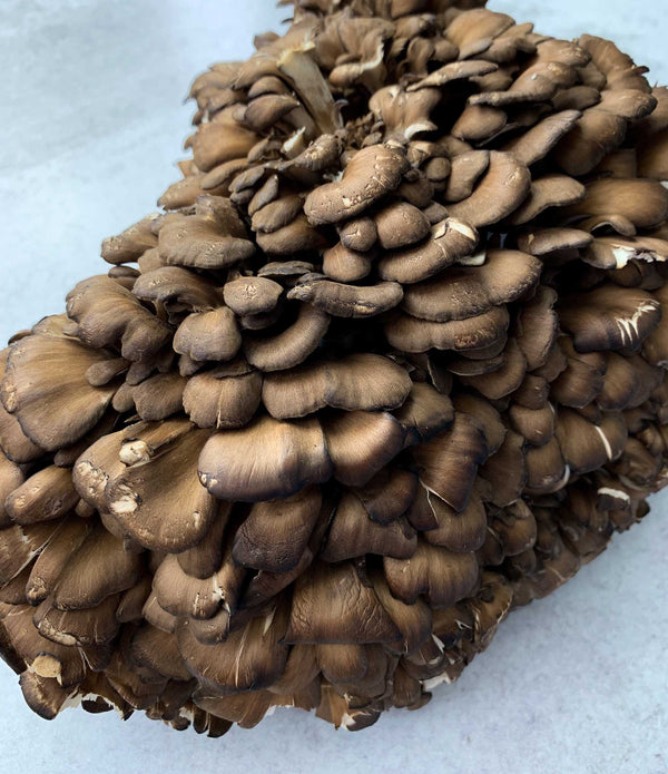 Black Maitake