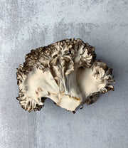Black Maitake