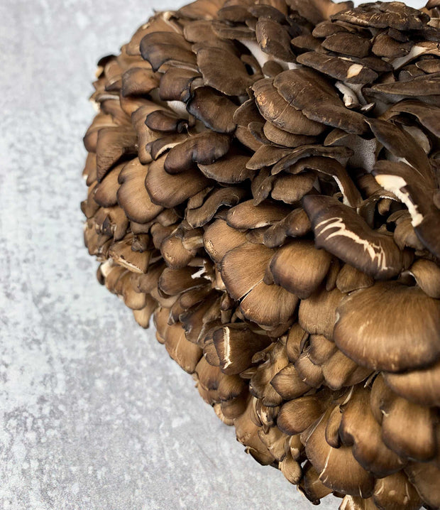 Best Black Maitake photos by Regalis Foods - item 6