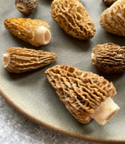 Oregon Blonde Morels