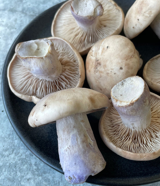 Bluefoot Mushroom Season : Blue Foot Mushrooms: Description, Flavor ...