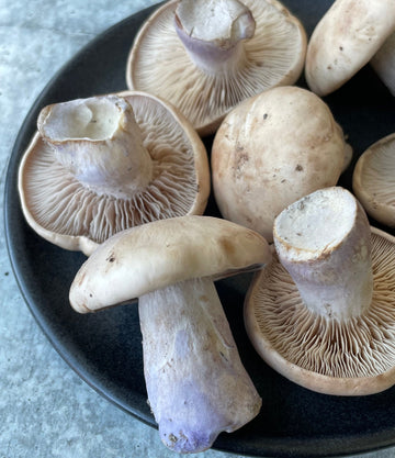 White Winter Mushroom Dishware Collection - World Market