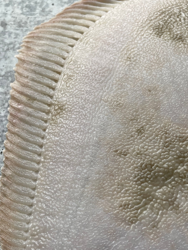 Best Live Korean Turbot photos by Regalis Foods - item 3