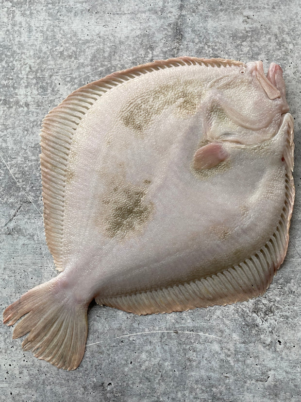Best Live Korean Turbot photos by Regalis Foods - item 2