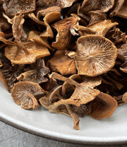 Candy Cap Mushrooms