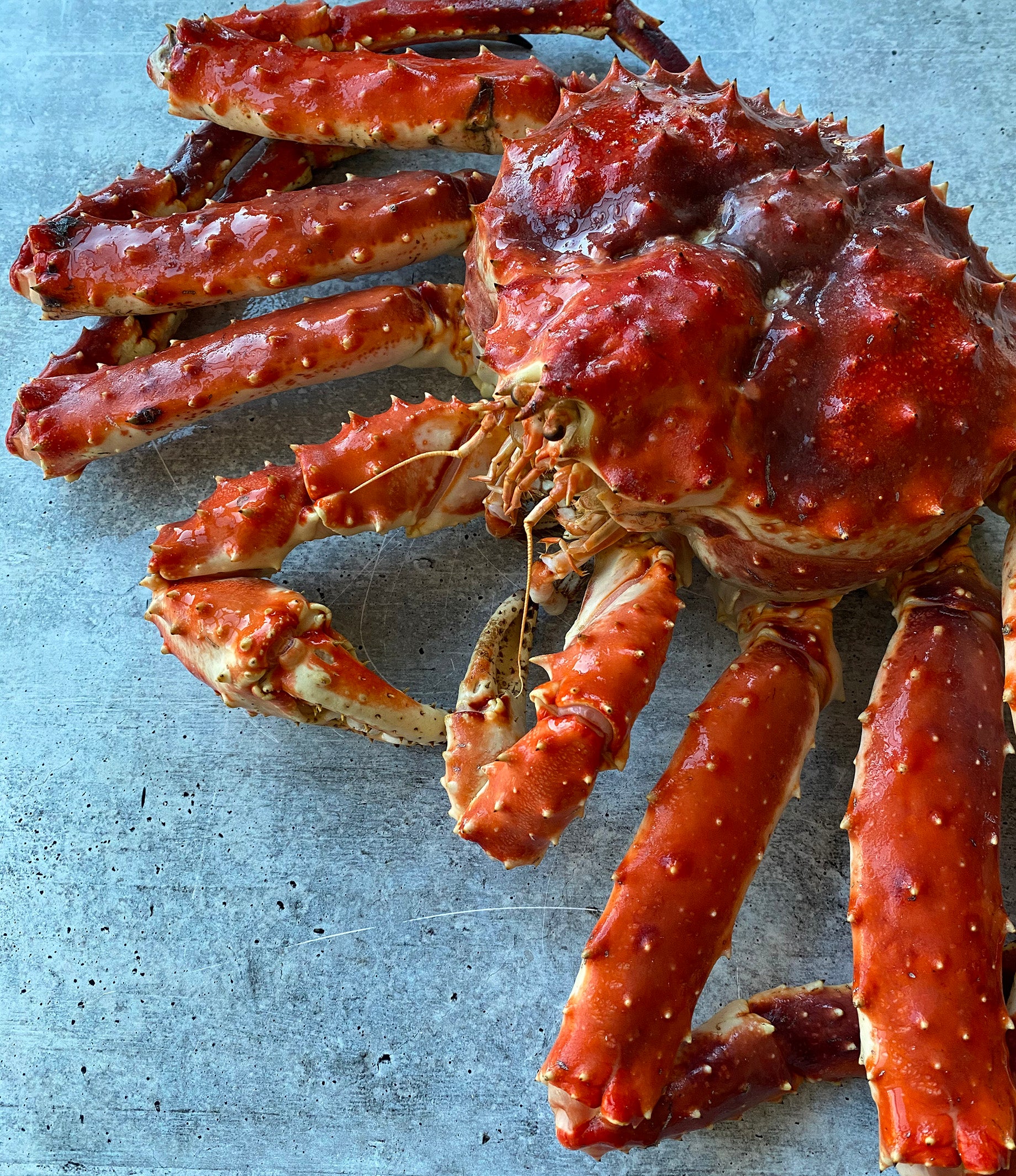 Dag Mew Mew ribben Live Norwegian Red King Crab - Buy at Regalis Foods