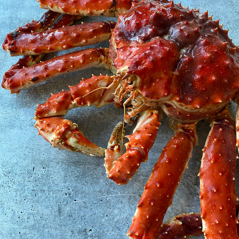 Live Norwegian Red King Crab