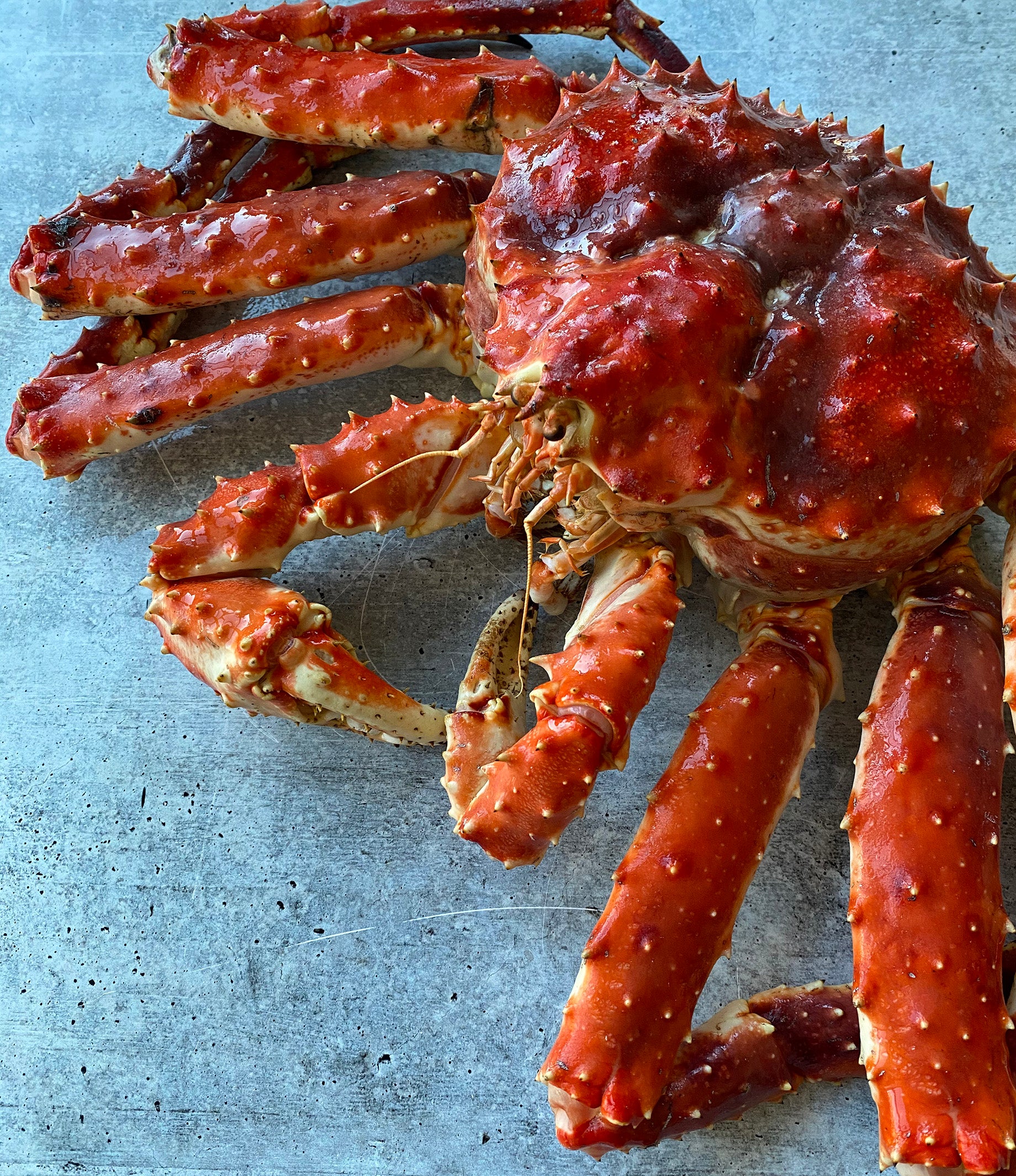 Largest King Crab In The World