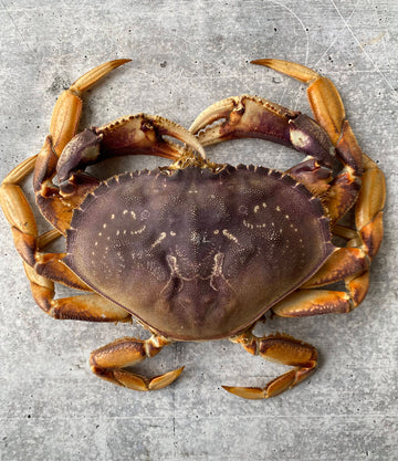 Best Live California Dungeness Crab photos by Regalis Foods - item 1