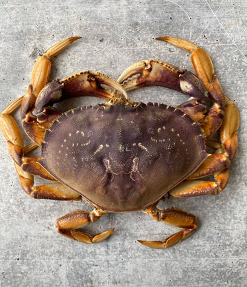 Best Live California Dungeness Crab, 1.5-2.5 lb. avg. photos by Regalis Foods - item 1
