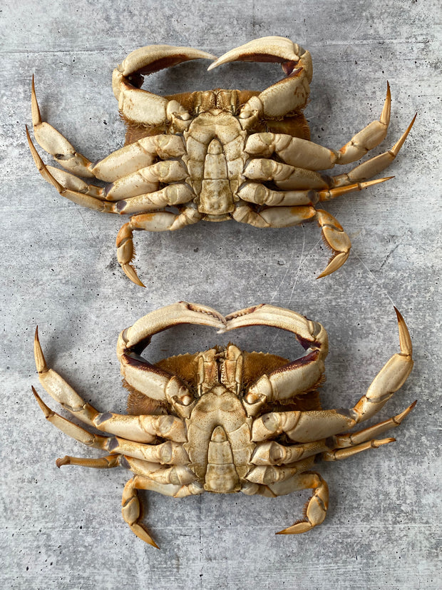 Best Live California Dungeness Crab photos by Regalis Foods - item 3