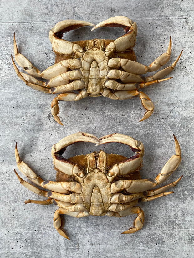 Best Live California Dungeness Crab, 1.5-2.5 lb. avg. photos by Regalis Foods - item 3