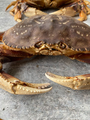 Live California Dungeness Crab, 1.5-2.5 lb. avg.
